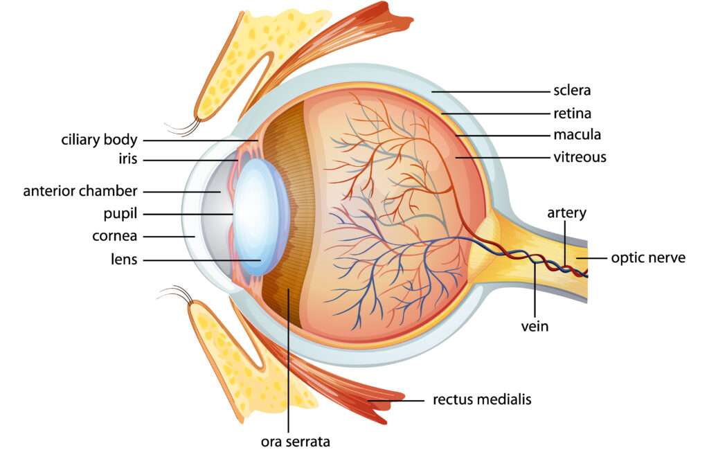 Poor Vision
